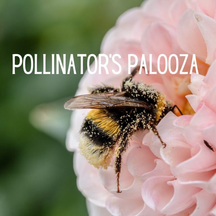 Pollinator'sPalooza