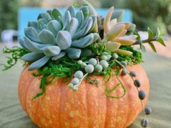 pumpkin succulent