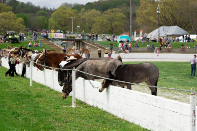 2025 mule day