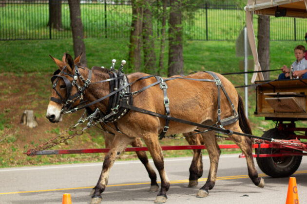 2025 mule day
