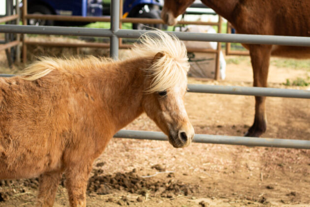 2025 mule day
