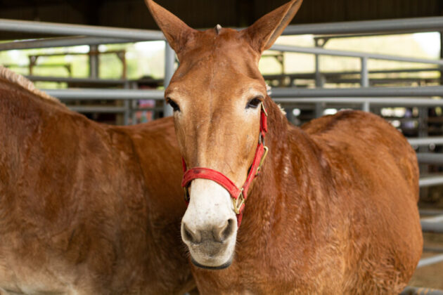 2025 mule day