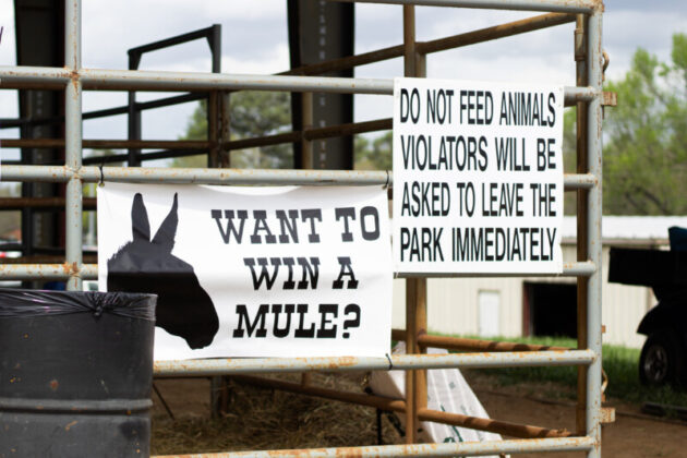 2025 mule day