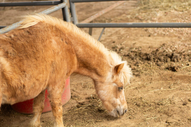 2025 mule day