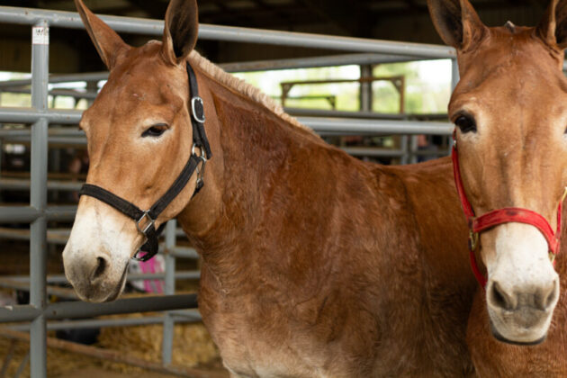 2025 mule day