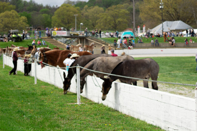 2025 mule day