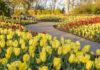 Cheekwood Reopens March 7 with 250,000 Red, White & Blue Blooms Cheekwood in Bloom 2023.